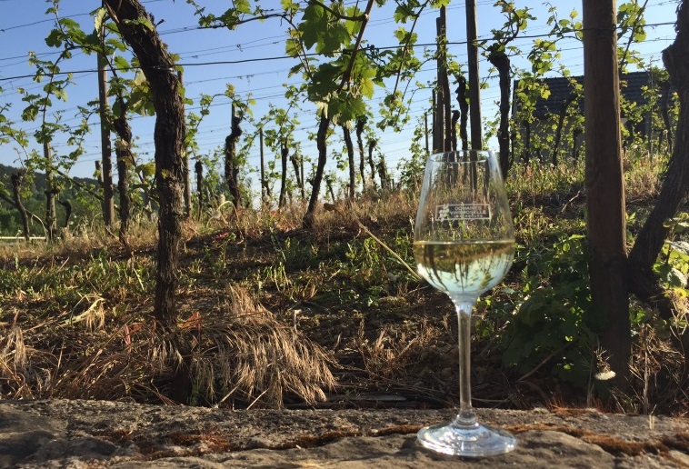 Vineyards in Mosel Valley