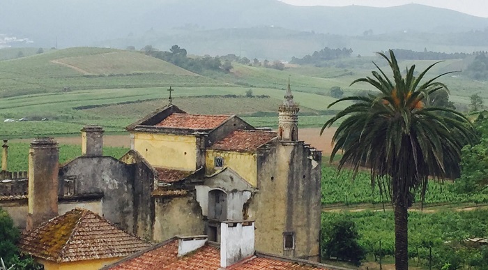 Quinta do Gradil Vineyard